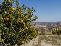 Sinaasappelboom : Europa, Reisen, Sierra Nevada, Spanje, europa